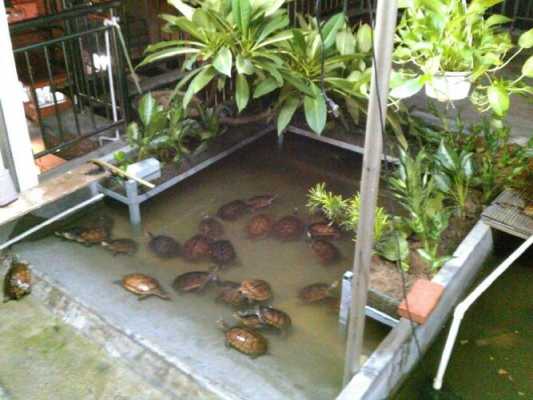 龟池适合种植什么植物？养龟池种些什么植物-图3