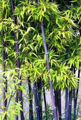 紫竹长出来怎么是绿色的？全紫的植物像竹子