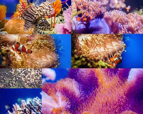 10种海底动物的特点？海底的植物有什么特点-图3