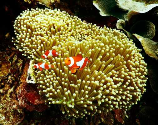 10种海底动物的特点？海底的植物有什么特点-图1
