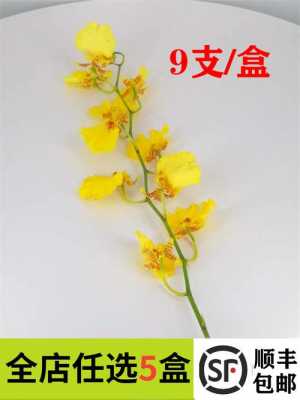 有一种兰花叫金蝶兰（有一种兰花叫金蝶兰吗）-图3