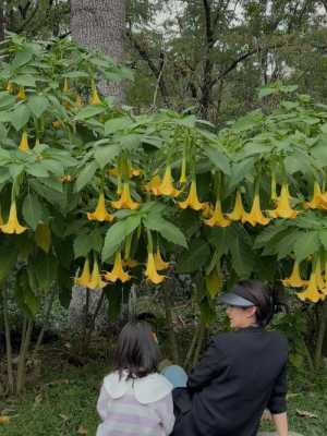 世界上有曼陀罗种植物吗？幔陀罗植物图片