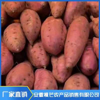 红薯品种3519特性？植物抗病性的鉴定