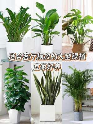 适合客厅好养的大棵绿植有哪些？客厅养什么植物好图片