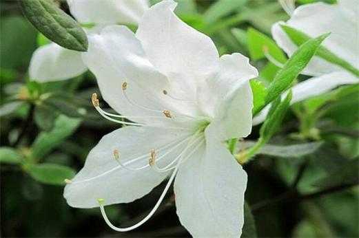 哪些白色的花是有毒的？百科世界有毒植物-图3