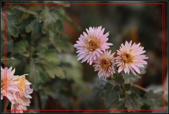 冬天里开的菊花是什么品种？冬季里有哪些植物开花-图1