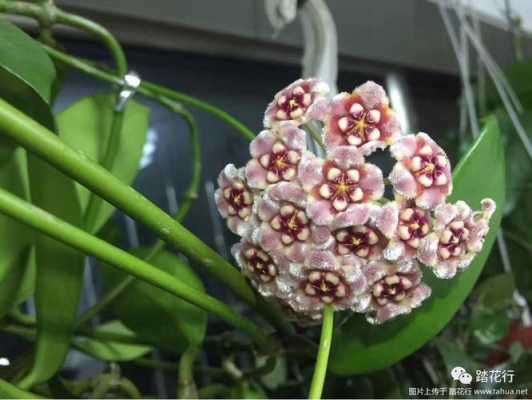 包含球兰花的花朵凋谢的词条