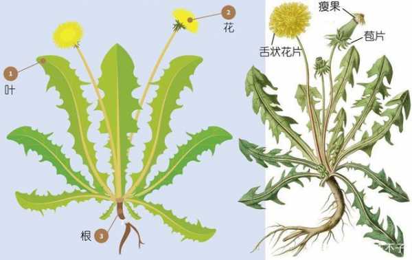 蒲公英的组成部分与特点？蒲公英是什么根系的植物