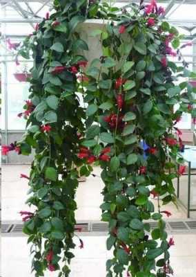 耐热耐寒的垂盆植物排行？垂吊植物养什么好-图2
