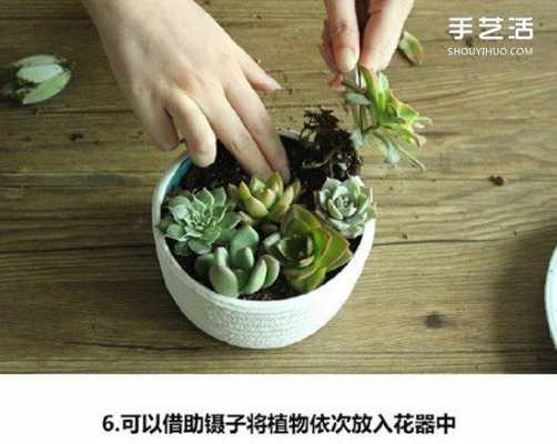 怎么种多肉简单方法？多肉植物栽培步骤图