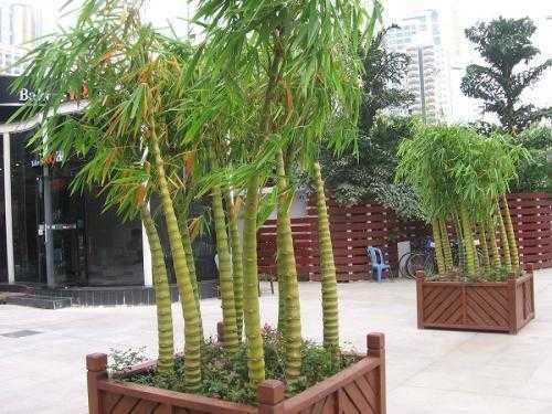 玉兰树和竹子可以种在一起吗？竹子能和什么植物搭配