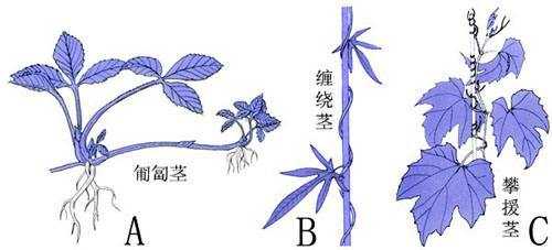 匍匐茎的植物有哪些？直立茎植物图片-图2