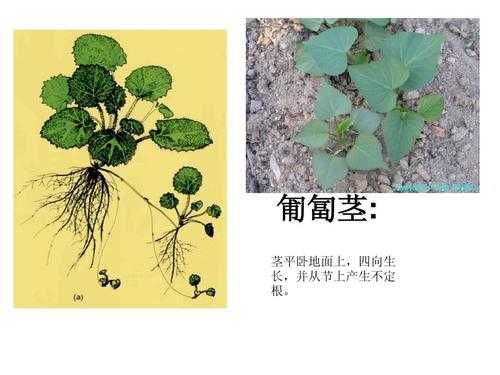 匍匐茎的植物有哪些？直立茎植物图片-图1