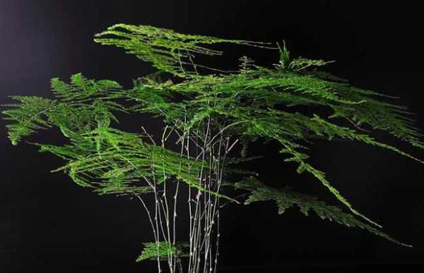 像竹子又像松树的植物？象文竹的植物图片-图3