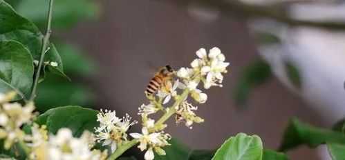 中蜂在两广的度夏期是什么时候？广西流蜜的流蜜植物