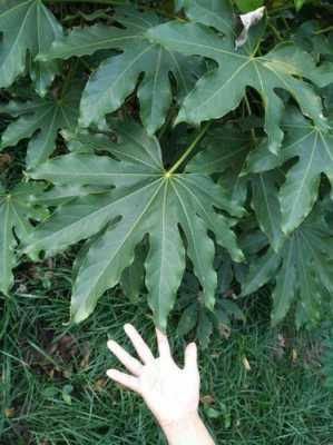 这是什么植物?一枝由9片小叶组成手掌形？像手掌的花植物图片