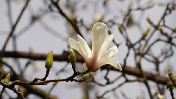 木兰花开的寓意（木兰花代表什么）