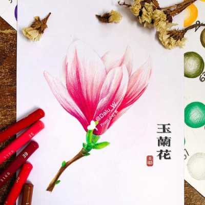 玉兰花图（玉兰花图画）