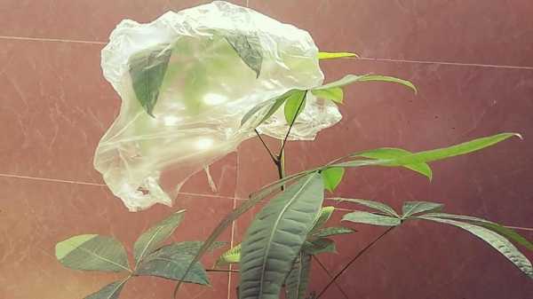 用透明塑料袋套住盆栽植物的茎、叶,有水珠是什么现象,但这又说明了什么？含水的植物图片及名称