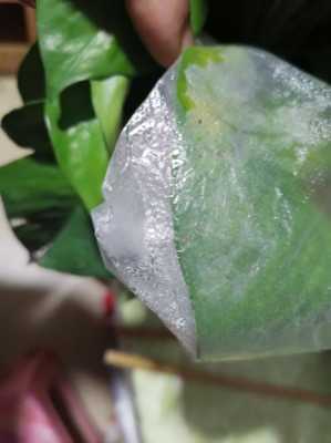 用透明塑料袋套住盆栽植物的茎、叶,有水珠是什么现象,但这又说明了什么？含水的植物图片及名称-图2