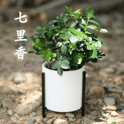 七里香盆栽种植方法？七里香植物怎么繁殖-图3