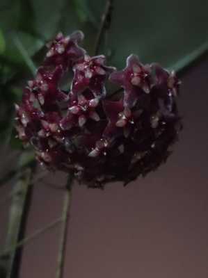 高黎贡球兰是兰花（高黎贡山的植物图片）