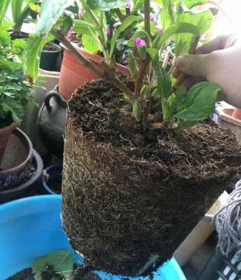 花盆为什么容易闷根？植物焖根了怎么办