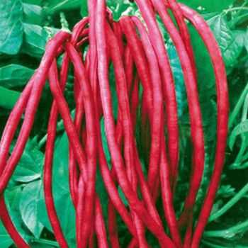 豇豆茎变成红色是什么原因？植物的茎变红怎么办