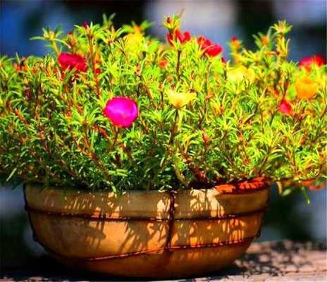 为什么刚栽好的花不应该放在阳光下？不怕太阳晒的植物图片