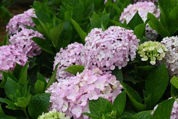 八仙花是谁的生辰花？八仙花是什么植物