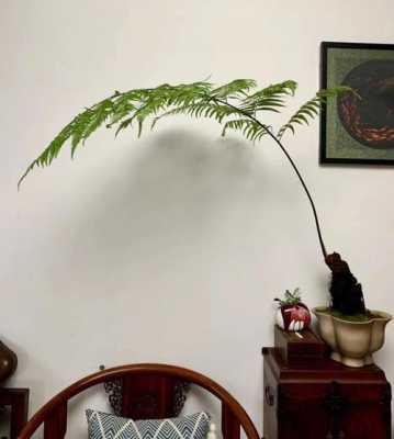 金丝猴蕨植物有什么用？金丝猴蕨是不是保护植物-图1