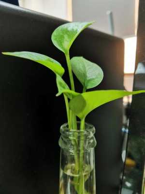 绿萝水培原理？水培植物绿萝生长过程
