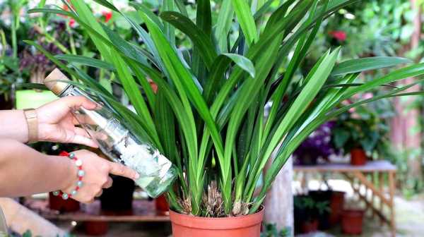 兰花的养植技术视频（兰花的养殖方法和注意事项 盆栽视频）