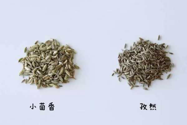 孜然和小茴香的叶子有什么区别？孜然得植物长什么样