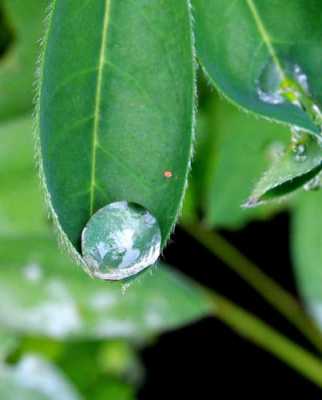 雨后植物带着水珠的唯美句子？带露珠的植物花草图片说说