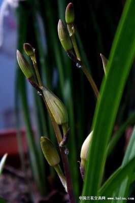 兰花开花有水（兰花花上有水珠正常吗）