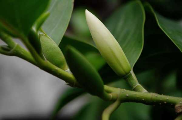 黄桷兰花不开（黄桷兰花不开花）