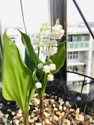 铃兰花在几点钟开花（铃兰花种植多久开花）