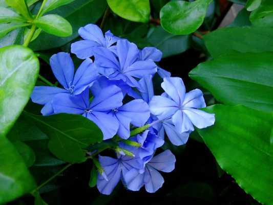 开蓝色花的植物花卉有哪些？七种常见的蓝色的花卉植物