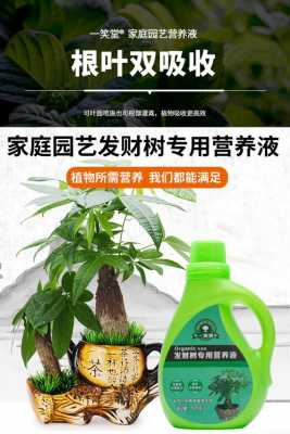 发财树冬天能不能营养液？盆栽植物冬天喷营养液好吗