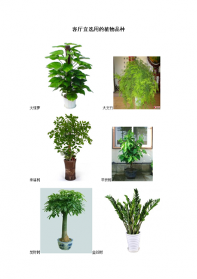 十大最旺家宅的植物？室内观叶植物图片及介绍pdf-图1