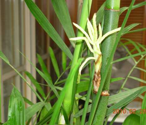 竹蜻蜓是什么？螺像竹子一样的植物图片