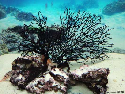 尼摩船长发现哪两个海之间存在海底通道？陆上生长的珊瑚树植物花卉
