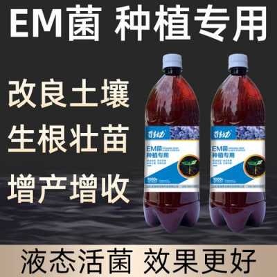 em菌原露养兰花怎样使用（兰花em菌原露在植物作用与用途）-图3