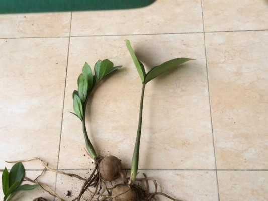 小圆叶植物，根有点像土豆，插地上就能活，这个是什么啊？根像竹子一样的植物叫什么-图2