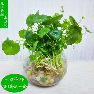 铜钱草能不能养在龟缸里？金钱草是多年生植物吗-图3