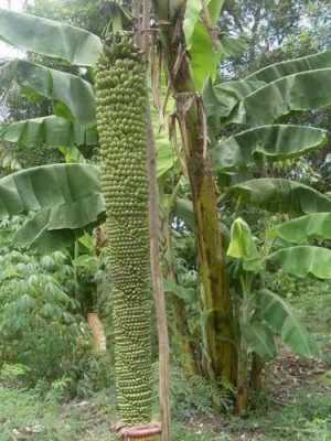香蕉树百科？香蕉树是一年生植物吗