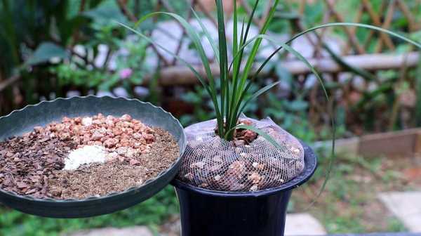 兰花种植土壤（兰花种植土壤配置）-图2