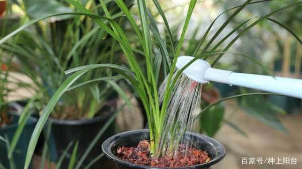 夏季兰花浇水（夏季兰花浇水的正确方法小视频）