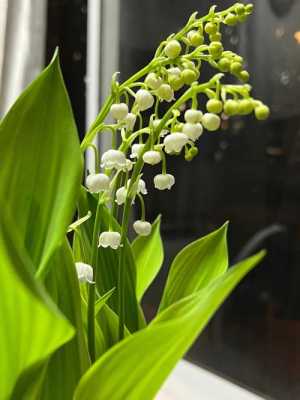 铃兰花花期（铃兰花花期多长时间开花）